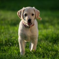 8 raças de cães adoráveis e felizes