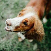 Por que os cães inclinam a cabeça? Novo estudo oferece pistas