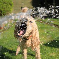 Como cuidar do seu cachorro nos dias de calor?