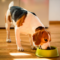 Limpeza da tigela também influencia na saúde do seu cachorro