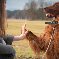 Os maiores mitos de treinamento de cães derrubados pela ciência