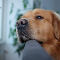 Cães podem estar ‘vendo’ através de cheiros, diz estudo